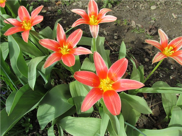 tulipani